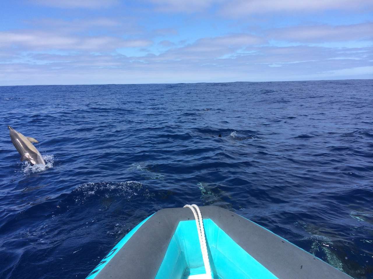 Whale and dolphin watching, Madeira