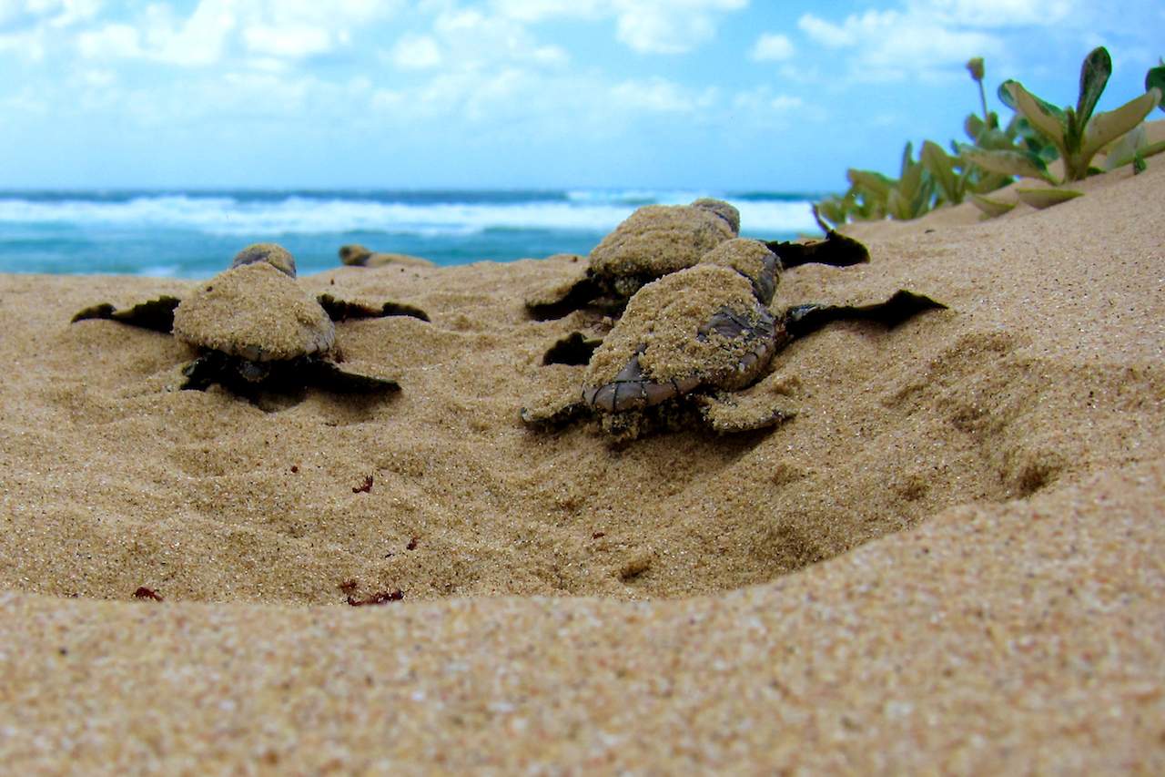 Baby loggerhead turtles