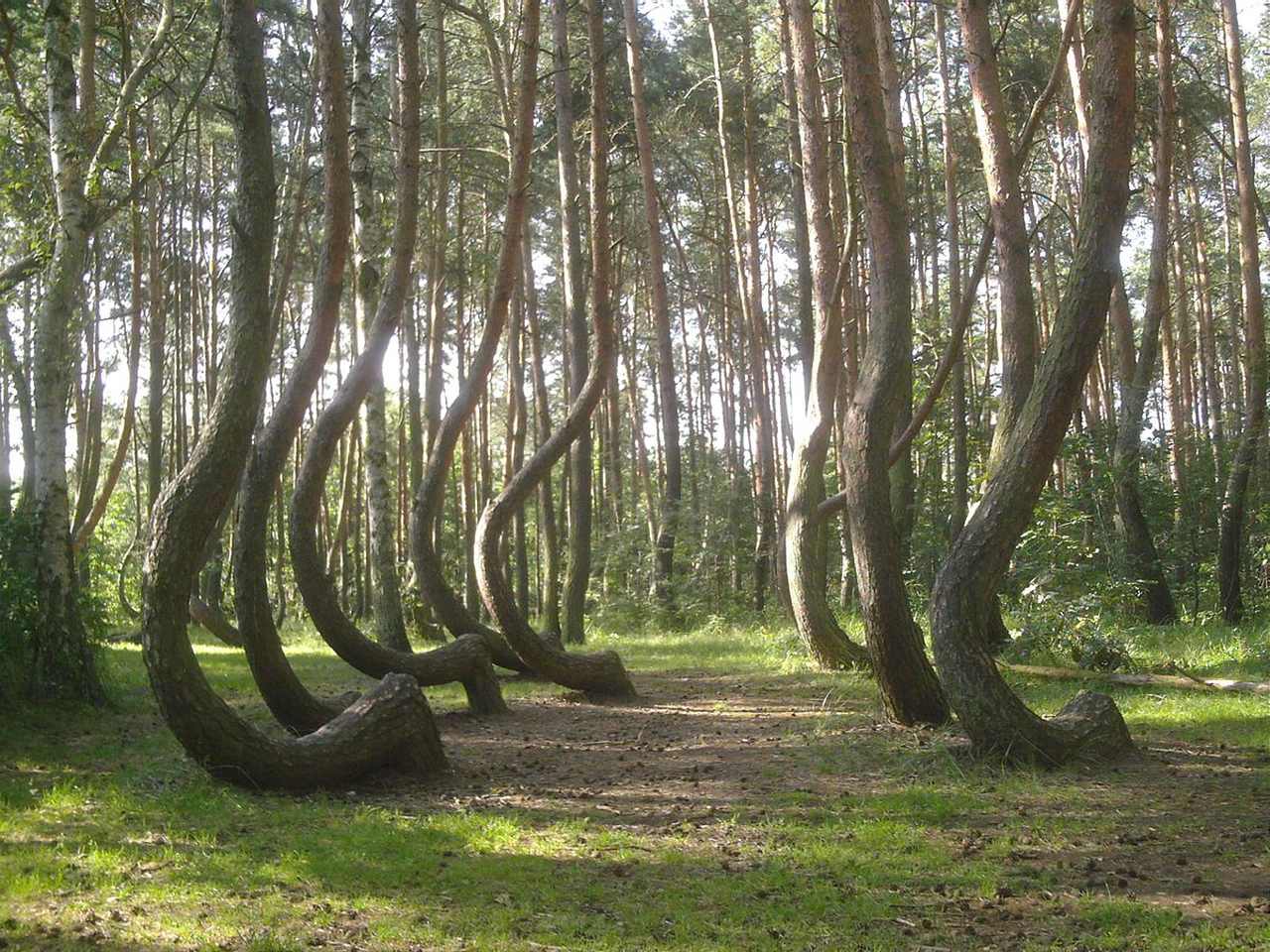 Crooked Forest Poland