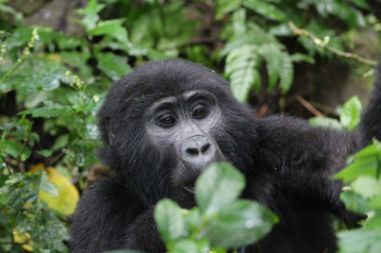 Gorilla Kagera Safaris