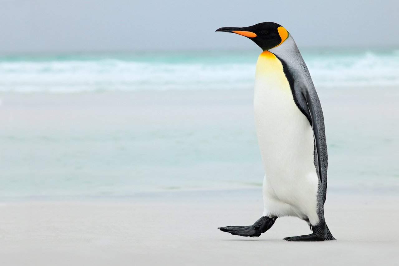 King Penguin, Antarctica