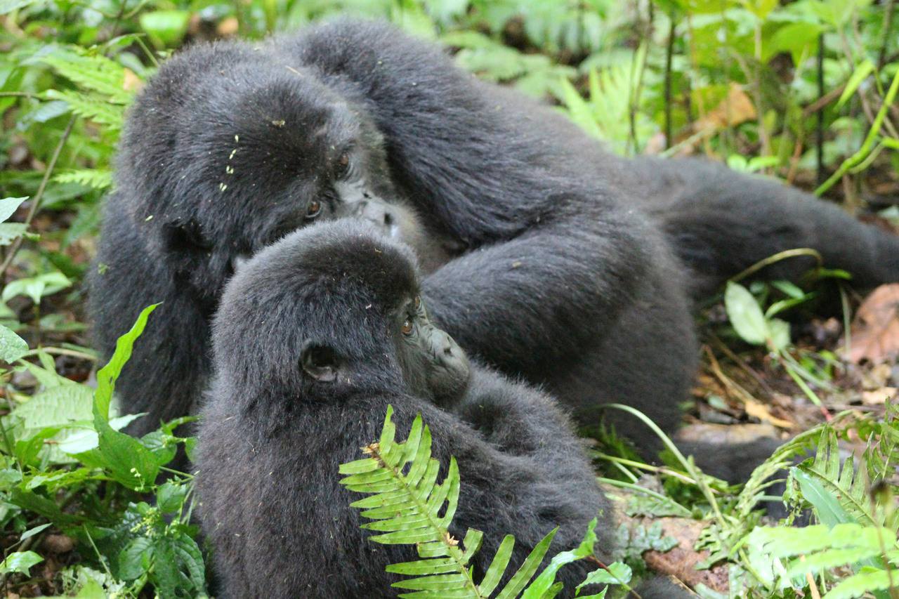 Mountain gorillas