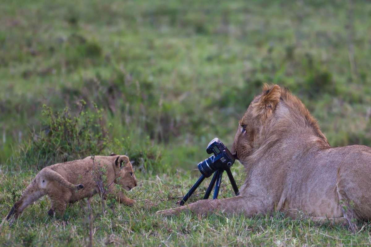 RUNNER UP Animinal Antics: Paul Goldstein - Africa