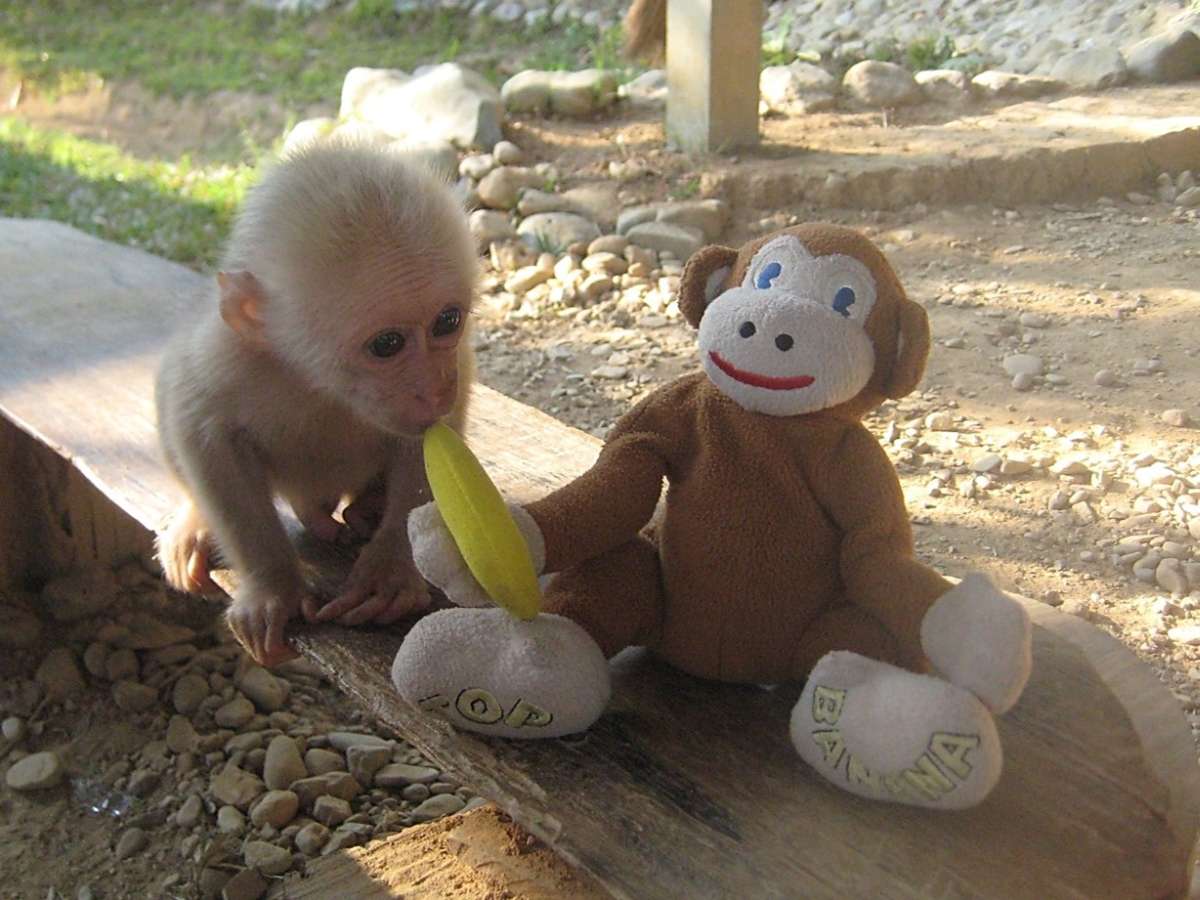 WINNER Animal Antics: James McLoughlin - Vang Vieng, Laos