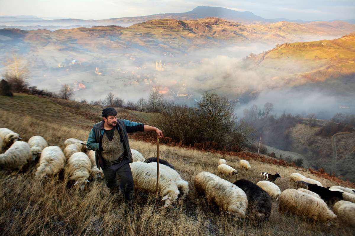 Romanian sheep herder